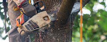 Best Tree Health Inspection  in Palmview, TX