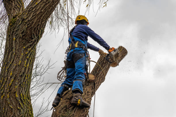 Best Emergency Tree Removal  in Palmview, TX