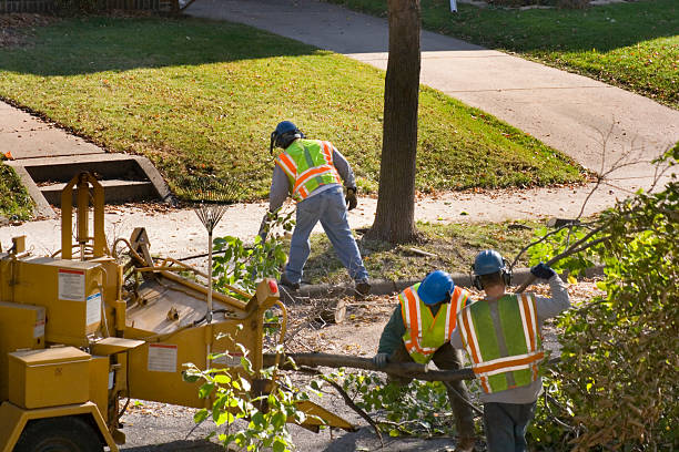 How Our Tree Care Process Works  in  Palmview, TX