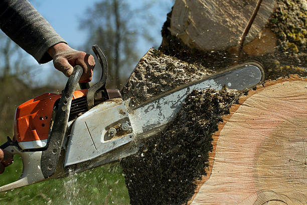 Best Tree Trimming and Pruning  in Palmview, TX